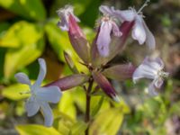 Saponaria officinalis Oljesjöutfyllnaden, Malmö, Skåne, Sweden 20220720_0066