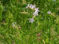 Saponaria officinalis Ulricedal, Malmö, Skåne, Sweden 20190701_0071