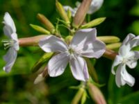 Saponaria officinalis Ulricedal, Malmö, Skåne, Sweden 20190701_0072