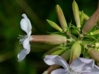 Saponaria officinalis Ulricedal, Malmö, Skåne, Sweden 20190701_0073