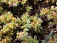 Scleranthus annuus ssp. annuus Daghög, Båstad, Skåne, Sweden 20170709_0122