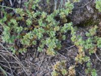 Scleranthus annuus ssp. annuus Furehov, Åhus, Kristianstad, Skåne, Sweden 20170719_0197