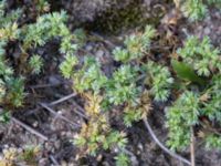 Scleranthus annuus ssp. annuus Furehov, Åhus, Kristianstad, Skåne, Sweden 20170719_0199