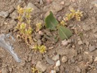 Scleranthus annuus ssp. annuus Käglinge hästbacke, Malmö, Skåne, Sweden 20180612_0027