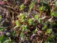 Scleranthus annuus ssp. annuus Käglinge hästbacke, Malmö, Skåne, Sweden 20190505_0013