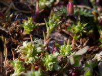 Scleranthus annuus ssp. annuus Käglinge hästbacke, Malmö, Skåne, Sweden 20190505_0014