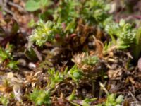 Scleranthus annuus ssp. annuus Käglinge hästbacke, Malmö, Skåne, Sweden 20190505_0015