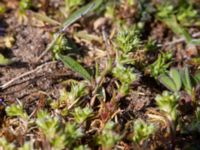 Scleranthus annuus ssp. annuus Käglinge hästbacke, Malmö, Skåne, Sweden 20190505_0018