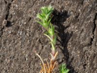 Scleranthus annuus ssp. annuus Käglinge hästbacke, Malmö, Skåne, Sweden 20190505_0024