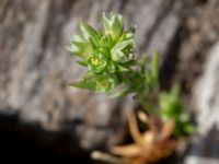 Scleranthus annuus ssp. annuus Käglinge hästbacke, Malmö, Skåne, Sweden 20190505_0026