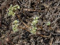 Scleranthus perennis Furehov, Åhus, Kristianstad, Skåne, Sweden 20170719_0206