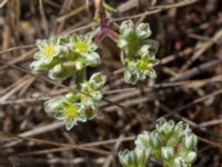 Scleranthus perennis Furehov, Åhus, Kristianstad, Skåne, Sweden 20170719_0211