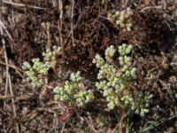 Scleranthus perennis Furehov, Åhus, Kristianstad, Skåne, Sweden 20170719_0214