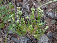 Scleranthus perennis Götafors, Vaggeryd, Småland, Sweden 20190607_0619