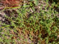 Scleranthus perennis Heden, Kulturens Östarp, Sjöbo, Skåne, Sweden 20180529_0061