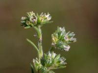 Scleranthus perennis Heden, Kulturens Östarp, Sjöbo, Skåne, Sweden 20180529_0064