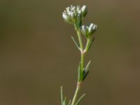 Scleranthus perennis Heden, Kulturens Östarp, Sjöbo, Skåne, Sweden 20180529_0065