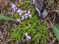 Silene acaulis Nordkalottenleden, Kiruna, Torne lappmark, Lappland, Sweden 20150708_0860