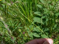 Silene conica David Gareji Monastery, Kakheti, Georgia 20180429_2990