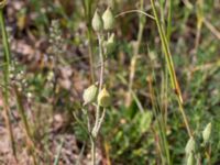 Silene conica Vitemölla strövområde, Simrishamn, Skåne, Sweden 20160606_0166