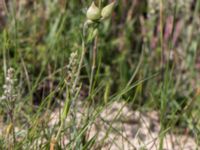 Silene conica Vitemölla strövområde, Simrishamn, Skåne, Sweden 20160606_0168