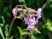 Silene dioica × latifolia Vanningen, Vellinge, Skåne, Sweden 20240525_0030