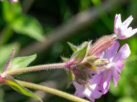 Silene dioica × latifolia Vanningen, Vellinge, Skåne, Sweden 20240525_0032