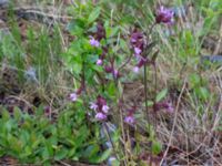 Silene dioica Abisko turiststation, Kiruna, Torne lappmark, Lappland, Sweden 20150707_0889