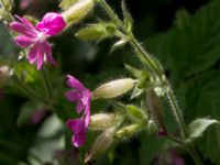 Silene dioica Ensligheten, Ystad, Skåne, Sweden 20170620_0107