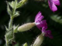 Silene dioica Ensligheten, Ystad, Skåne, Sweden 20170620_0110