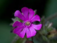 Silene dioica Stjärneholms borgruin, Skurup, Skåne, Sweden 20150727_0163