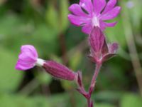 Silene dioica Stjärneholms borgruin, Skurup, Skåne, Sweden 20150727_0175