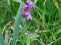 Silene dioica var. dioica Fuktäng, Gyllins trädgård, Malmö, Skåne, Sweden 20200512_0074