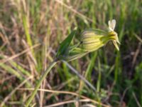 Silene latifolia Chalaubani, Kakheti, Georgia 20180426_3326