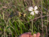 Silene latifolia Chalaubani, Kakheti, Georgia 20180426_3327