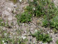 Silene latifolia Geijersgatan, Malmö, Skåne, Sweden 20160527_0057