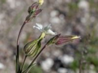 Silene latifolia Geijersgatan, Malmö, Skåne, Sweden 20160527_0059