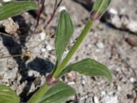 Silene latifolia Geijersgatan, Malmö, Skåne, Sweden 20160527_0060