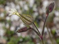 Silene latifolia Geijersgatan, Malmö, Skåne, Sweden 20160527_0061