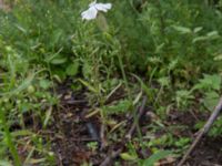 Silene latifolia Lokstallarna, Malmö, Skåne, Sweden 20170809_0024