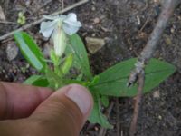 Silene latifolia Lokstallarna, Malmö, Skåne, Sweden 20170809_0025