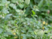 Silene latifolia NNO pumphuset, Husie mosse, Skåne, Sweden 20220831_0033