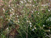 Silene latifolia ssp. alba Jordhögar, Hyllie, Malmö, Skåne, Sweden 20180604_0097