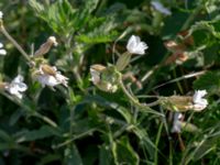 Silene latifolia ssp. alba Jordhögar, Hyllie, Malmö, Skåne, Sweden 20180604_0099