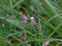 Silene latifolia ssp. alba Stjärneholms borgruin, Skurup, Skåne, Sweden 20150727_0183