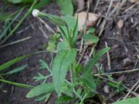 Silene noctiflora Kolböra mosse, Staffanstorp, Skåne, Sweden 20160703_0008