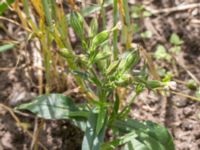 Silene noctiflora Leråkra, Flädie, Lomma, Skåne, Sweden 20160715_0009