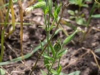 Silene noctiflora Leråkra, Flädie, Lomma, Skåne, Sweden 20160715_0010