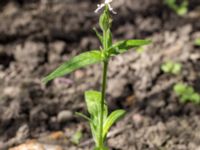 Silene noctiflora Västeråker, Löddeåns mynning, Lomma, Skåne, Sweden 20160721_0051