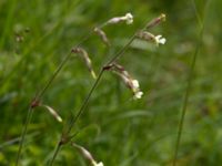 Silene nutans Benestads backar, Tomelilla, Skåne, Sweden 20120603 021